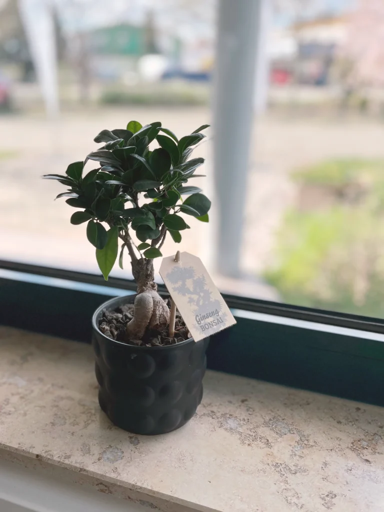 Plant